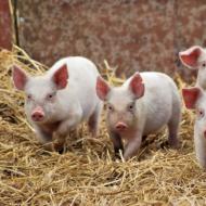 Разведение свиней в домашних условиях для начинающих: мастерим свинарник и составляем бизнес-план